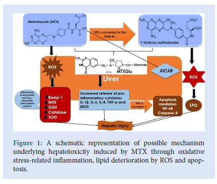 Pharmaceutical-hepatotoxicity